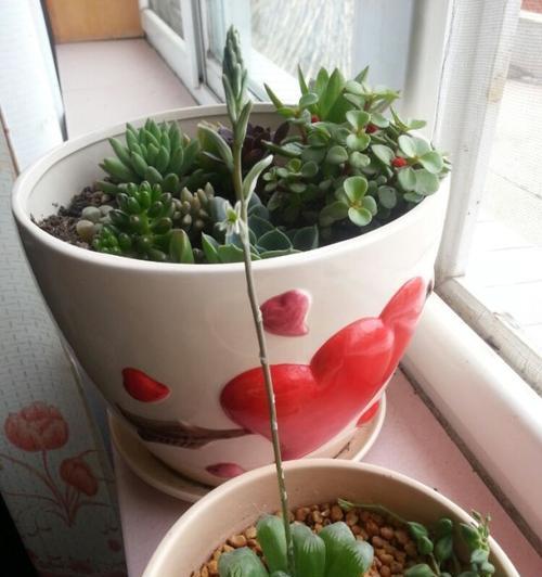 以玉露开花预示着美好的未来（玉露绽放润泽心灵）
